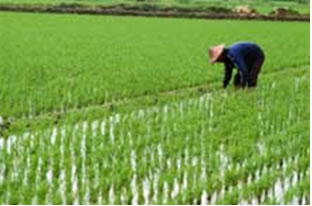 Cultivo de arroz no Japão